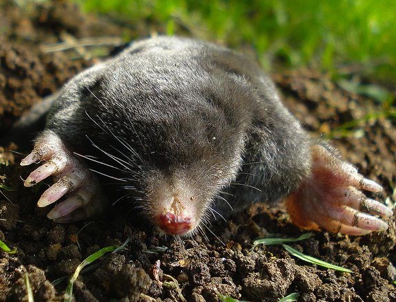 A small greyish brown mammal with large nailed paws and a long head with a pinkish nose