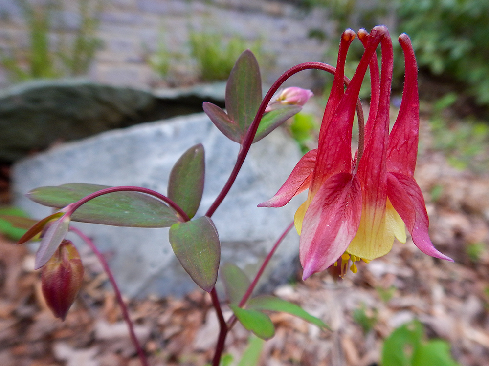 Columbine flower in bloom