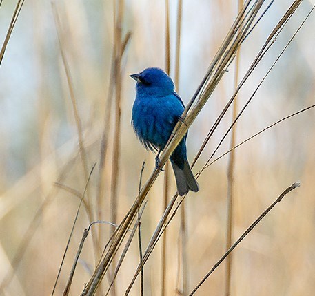 Small blue bird resting on large stalk of wild grass