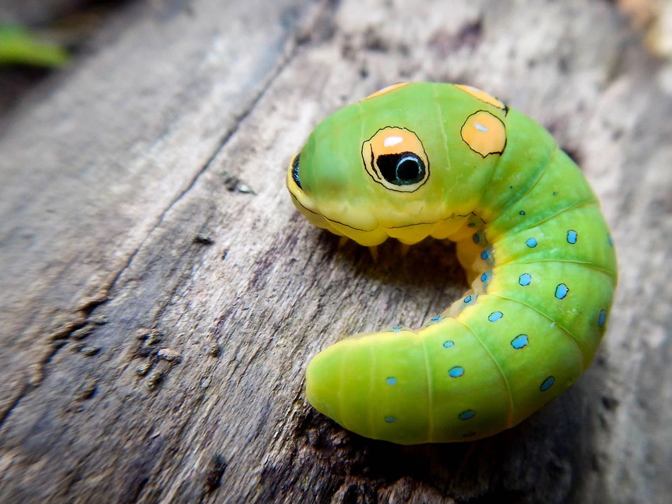 Spicebush Swallowtail Caterpillar Image of Spicebush Swallowtail Caterpillar