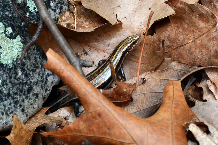 Five Lined Skink On Top Of Dead Leaf Litter