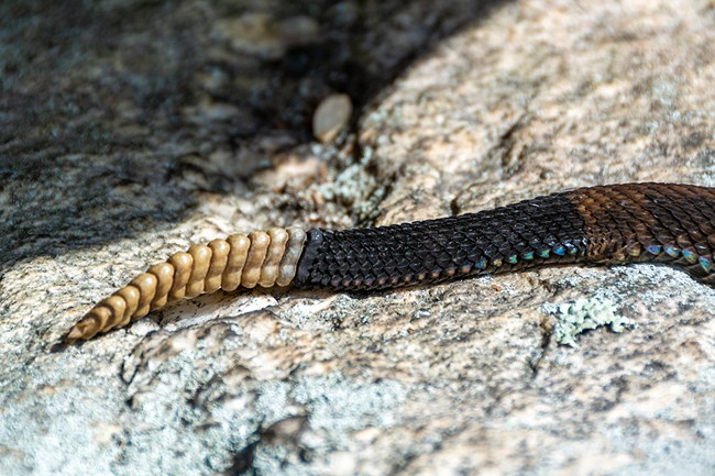 Timber Rattlesnake Tail and Rattle