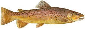 Brown Trout - Salmo trutta