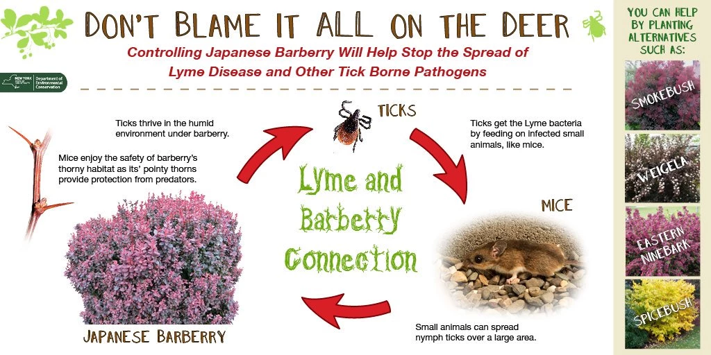 The Lyme Barberry Connection Infographic illustrates how lyme disease is connected to rodents and the barberry bush that shelters them and disease carrying ticks.