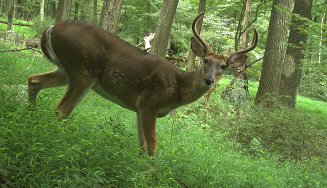 Deer in forest