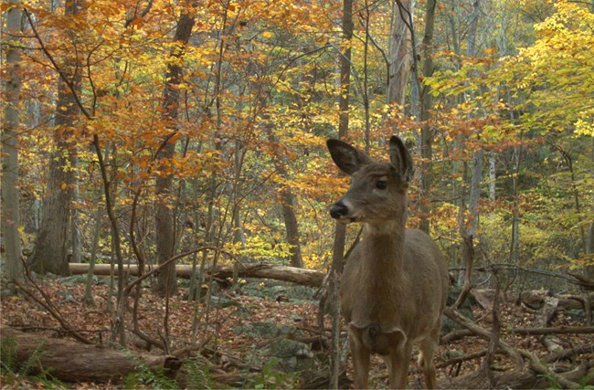 White-Tailed Deer White-Tailed Deer