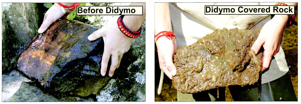 Rock before and after didymo