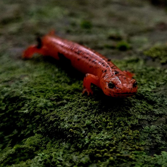 A slender red salamander with black spots along its body.