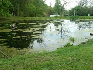 Wetland at the Lewis property Wetland at the Lewis property