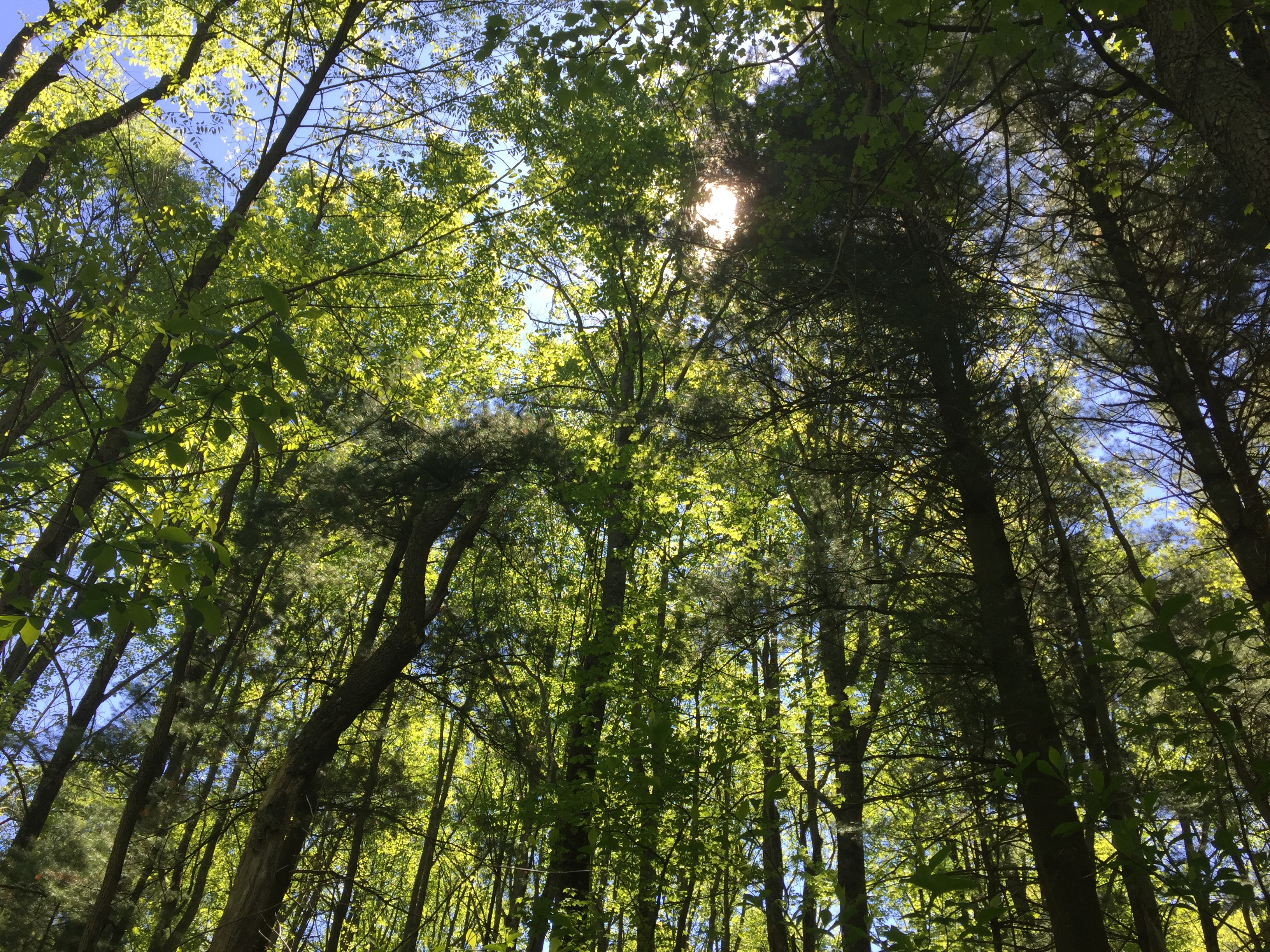 Image of tree canopy