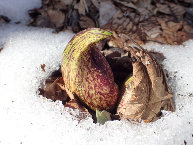 Skunk Cabbage Flowers (the stathe) in a pointed bulb-like shape of red and green, emerging from the ground in the snow.