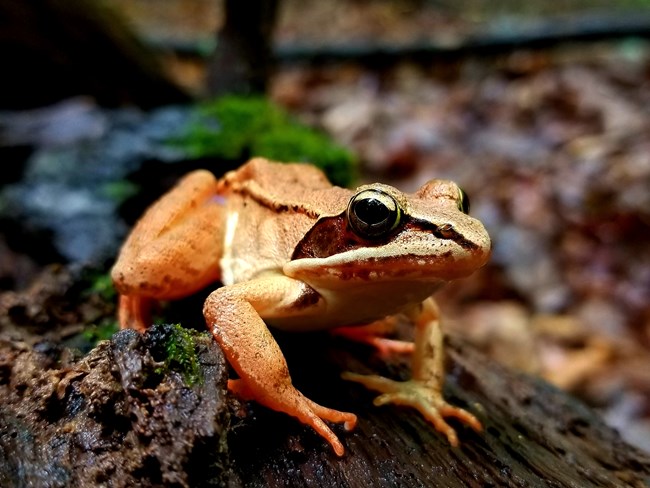 A small brown frog with a dark brown band behind its eyes.
