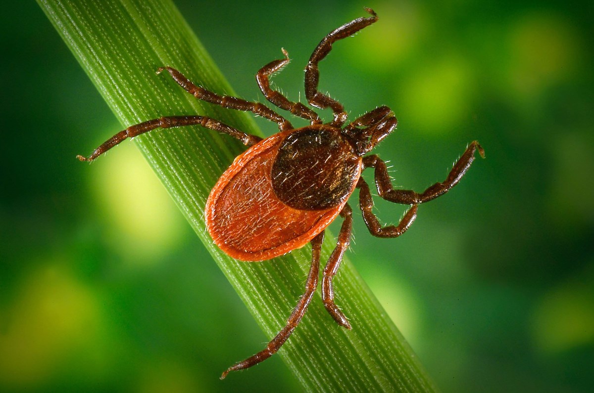 Close up image of a deer tick on a blade of grass