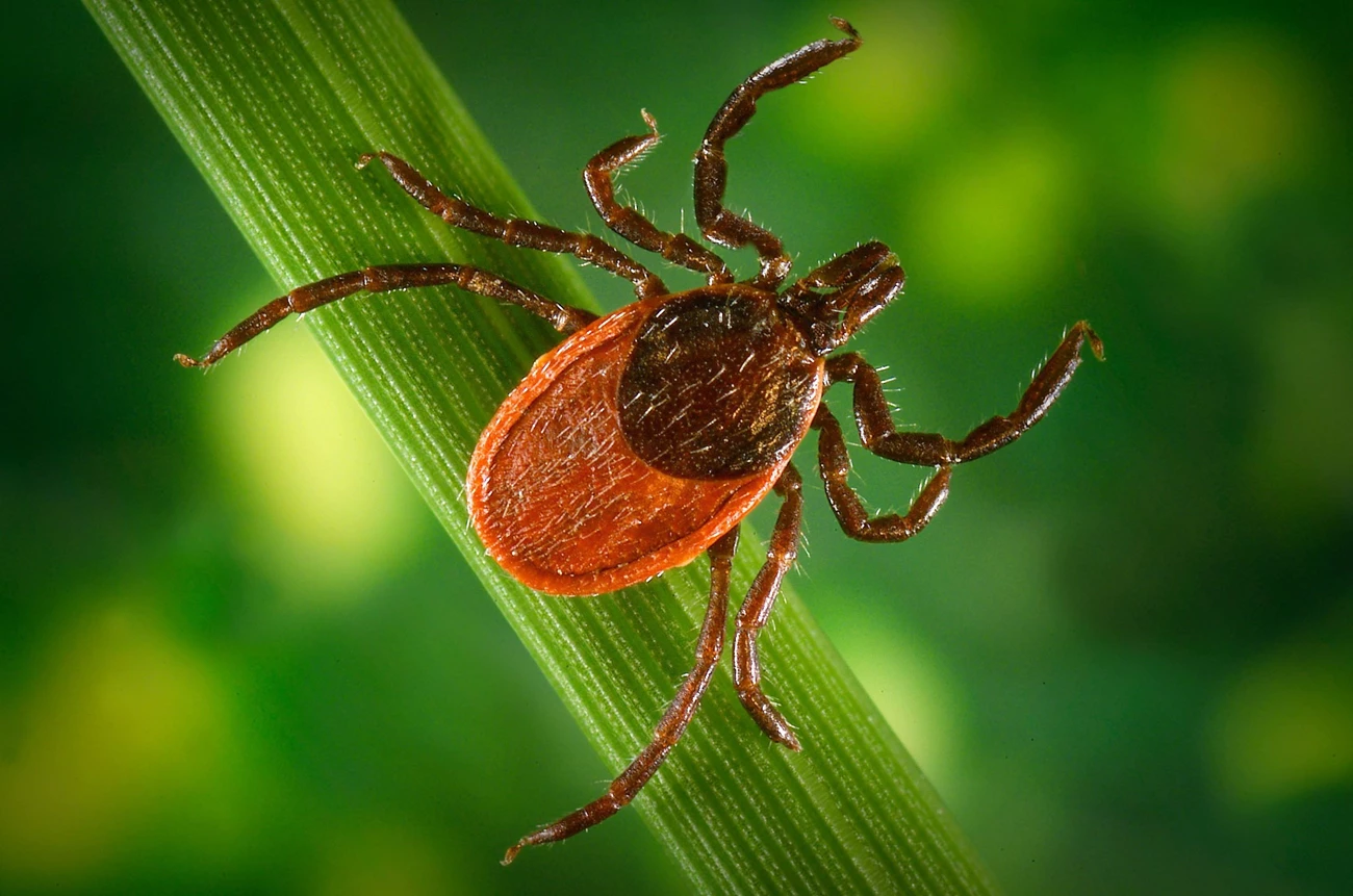 Deer Tick Close up image of a deer tick on a blade of grass