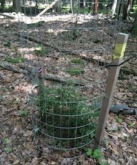 Young hemlock tree in an exclosure.