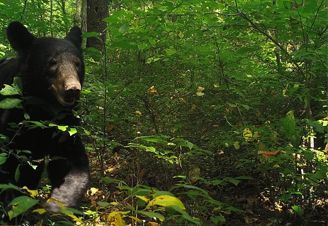 Bear in forest Bear in forest