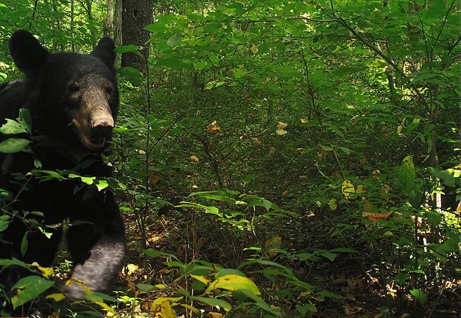 Bear in forest