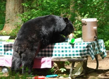 A black bear rummages through food left by campers on a picnic tables
