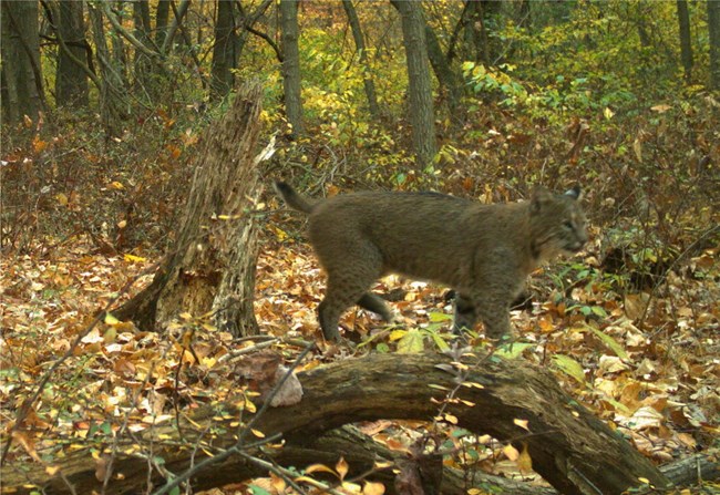 Bobcat in Catoctin Mountain Park