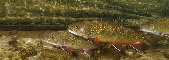 Brook Trout Brook Trout