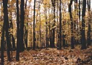 Nature and Science Nature and Science