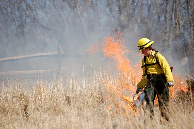 A park ranger firefighter starts a prescribed burn in a dry field with a drip torch