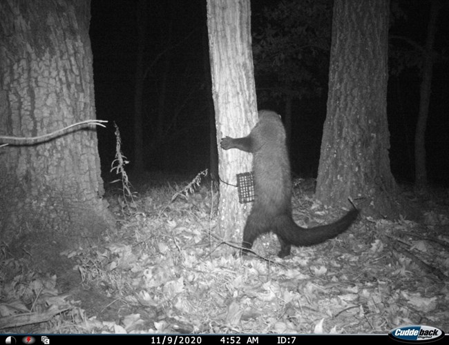 A black and white game camera footage of a weasel-like animal hugging a tree.