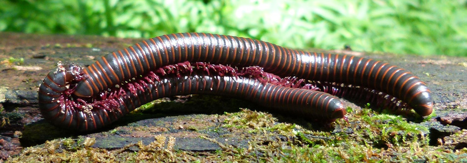Insects Spiders Centipedes Millipedes Catoctin