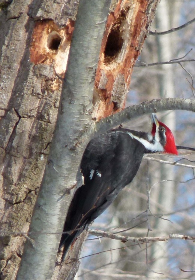 A male pileated woodpecker next to a hole in a chestnut oak tree.