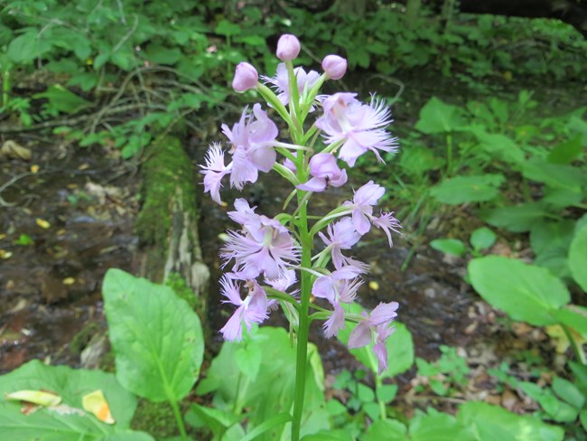 Purple Fringed Orchid