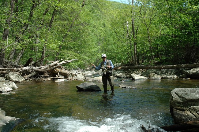A man wading in a rocky creek, fishes with a fly rod in Catoctin Mountain Park.