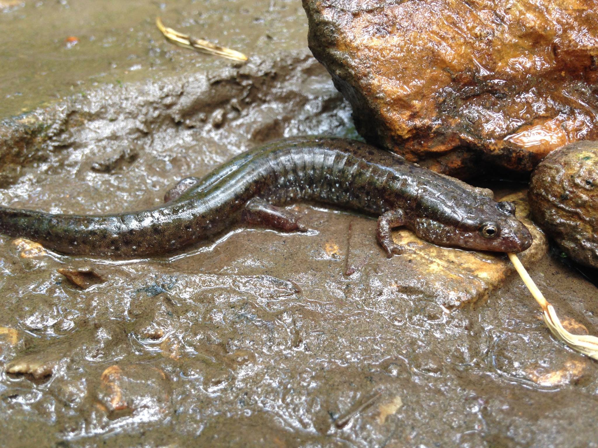 Salamander sits in the muddy water next to rocks