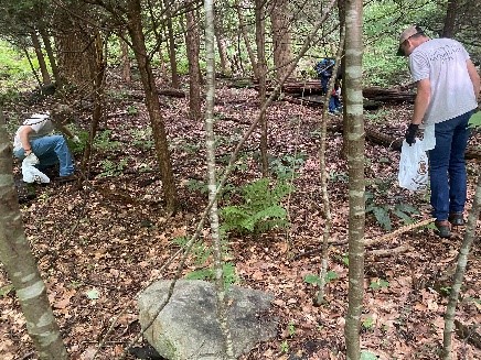 Image on left Two 2022 Catoctin Mountain Park YCC crew members assisting Cunningham Falls State Park with the removal of invasive wavyleaf basketgrass Oplismenus undulatifolius