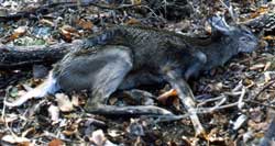 starved deer
