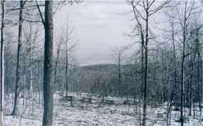 pre-park forest