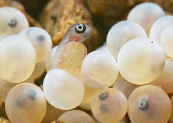 Rainbow trout eggs