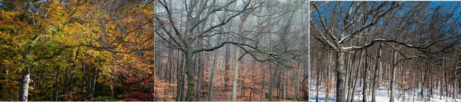 Three images of the same tree. Each image depicts a different season. Summer, Fall, Winter