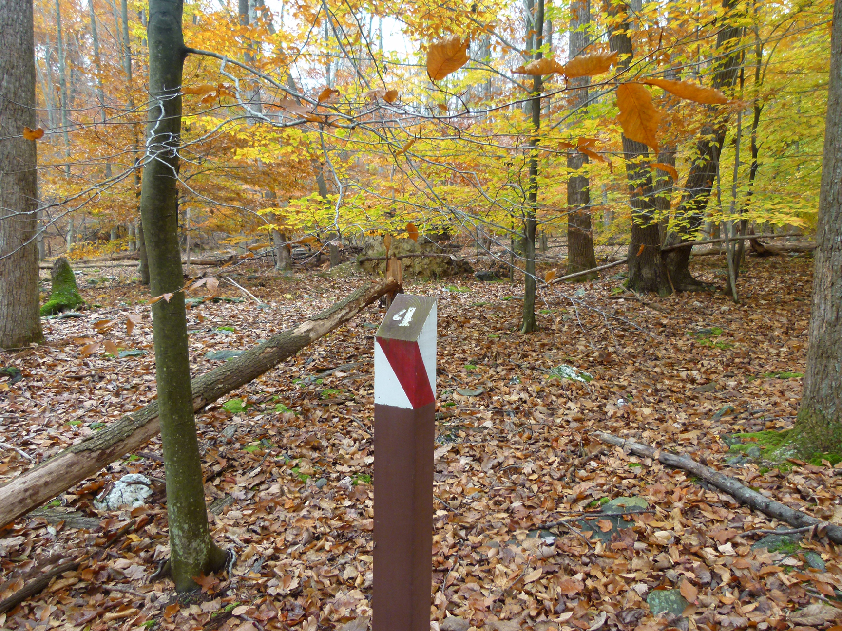 Orienteering post standing in the woods. The number four is on the post