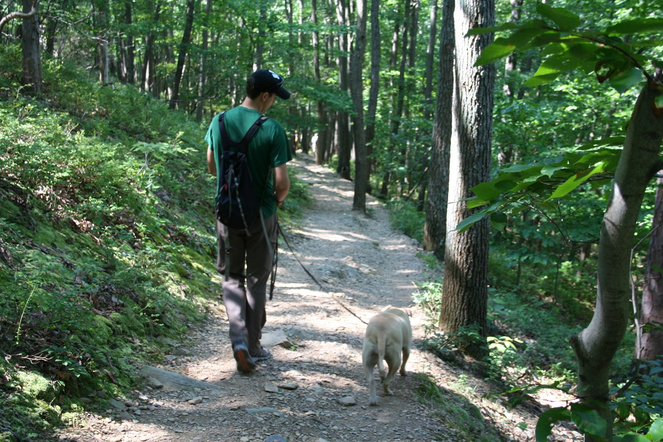 Hiker with leashed dog on trail