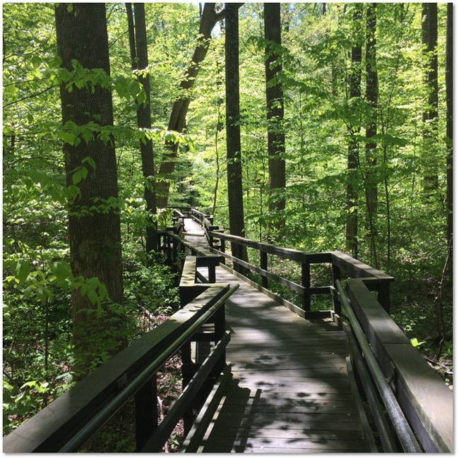 Image of Sawmill exhibit boardwalk