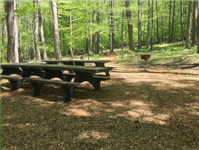 picnic tables under forest canpoy