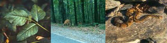 Poison Ivy, deer crossing roads, and timber rattlesnakes are things to look out for while visiting the park. Poison Ivy, deer crossing roads, and timber rattlesnakes are things to look out for while visiting the park.