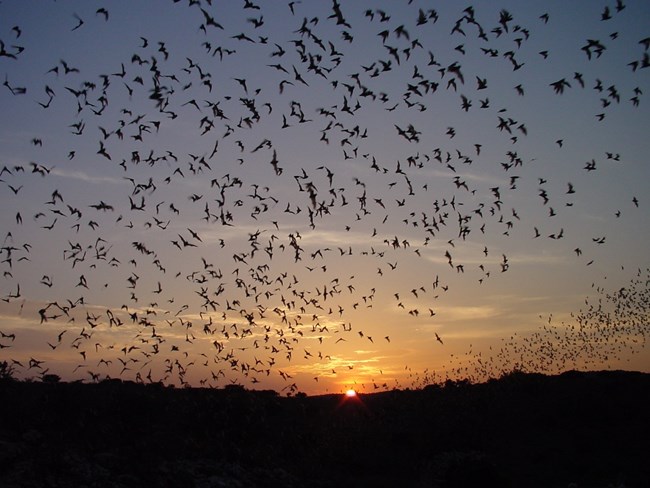 A photo of bats in flight set against a sunset