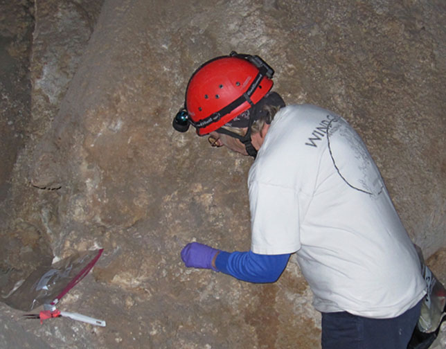 A volunteer collects lint from the cave. A volunteer collects lint from the cave.