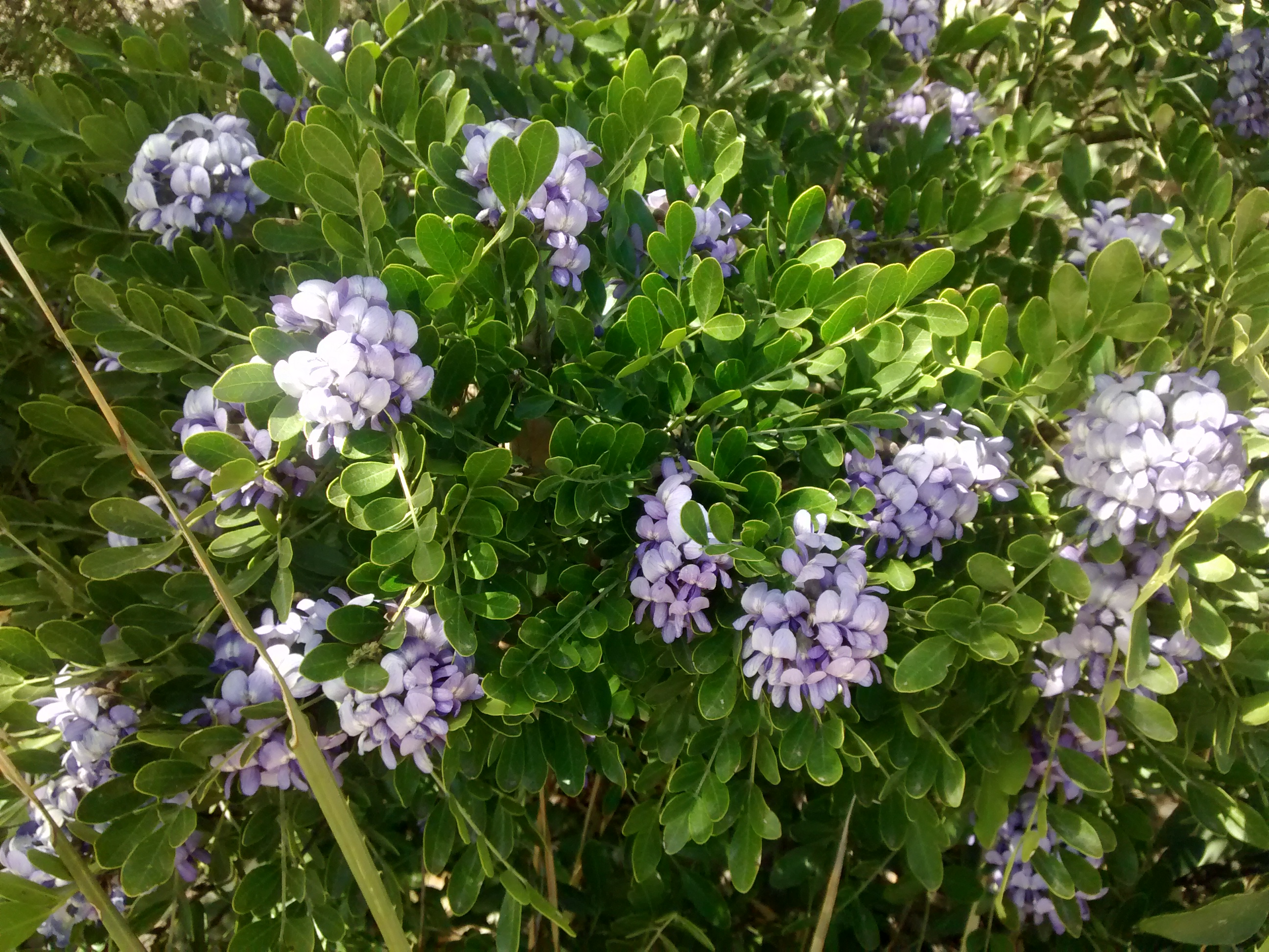 Texas Mountain Laurel