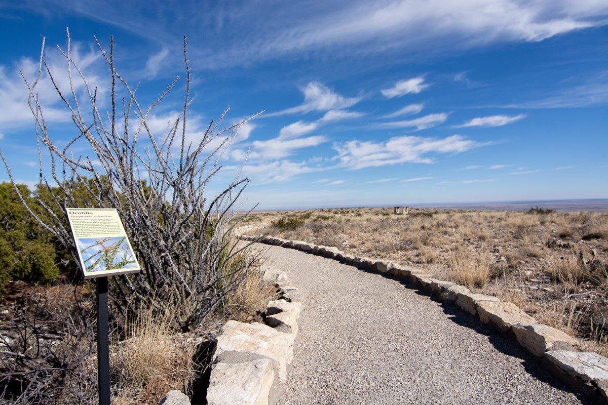 View of the paved nature trail with desert plants lining the path