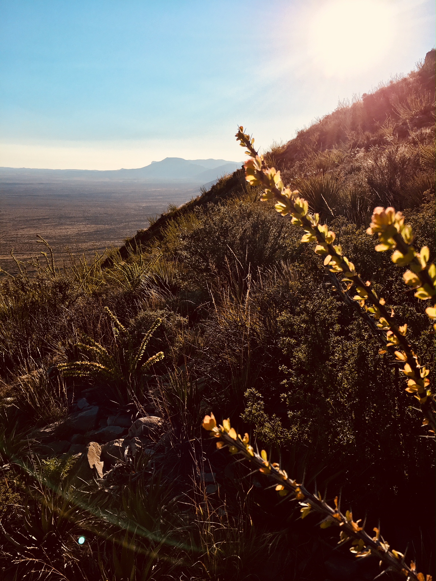Yucca Canyon Carlsbad Caverns National Park (U.S. National Park Service)