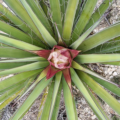 Overhead view of a yucca plant.