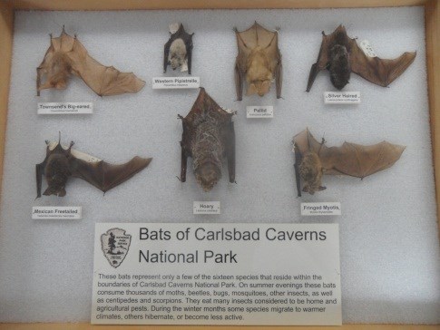 Bat box Bat box