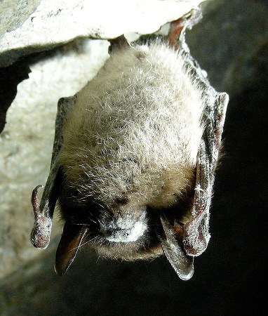 Photo of bat with White-nose Syndrome